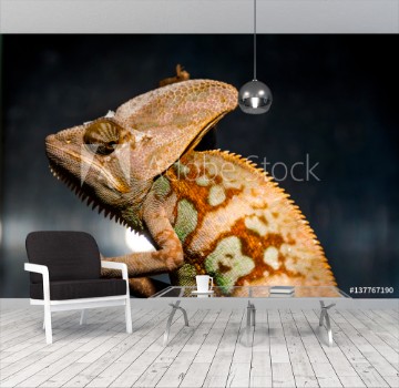 Picture of Chameleon portrait that looks very unhappy